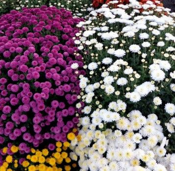 Flores y Colores en Invierno: Crisantemos y Ciclámenes - Viveros Poza