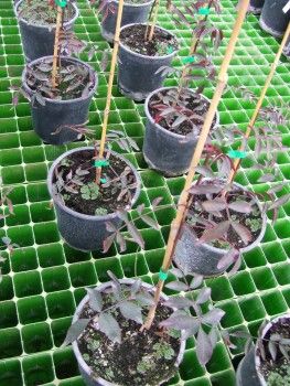 Planta Pistacho UCB1 en crecimiento