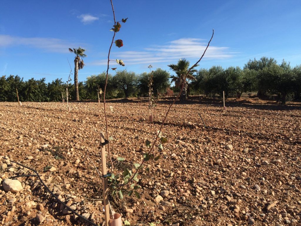 Comportamiento del pistachero en Aragón (Valle del Jalón)