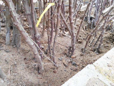Árboles en arenero para ser plantados a raíz desnuda