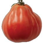 Tomate Corazon de Buey