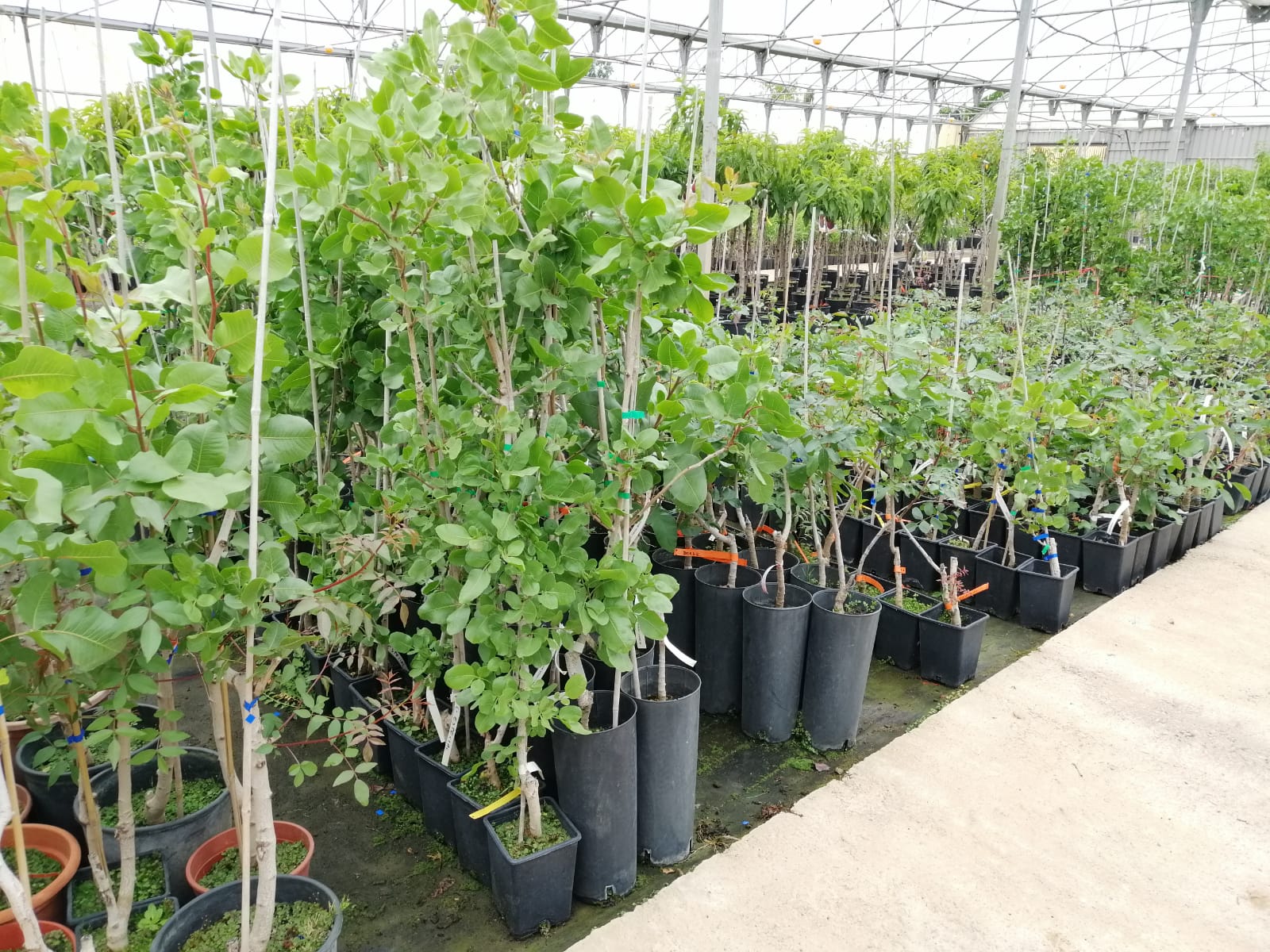 Pomelo (Cítrico) En Maceta 25 Cm - Altura Aprox. 1.30 M - Árbol Frutal De Hoja Perenne De Viveros La Berrocosa