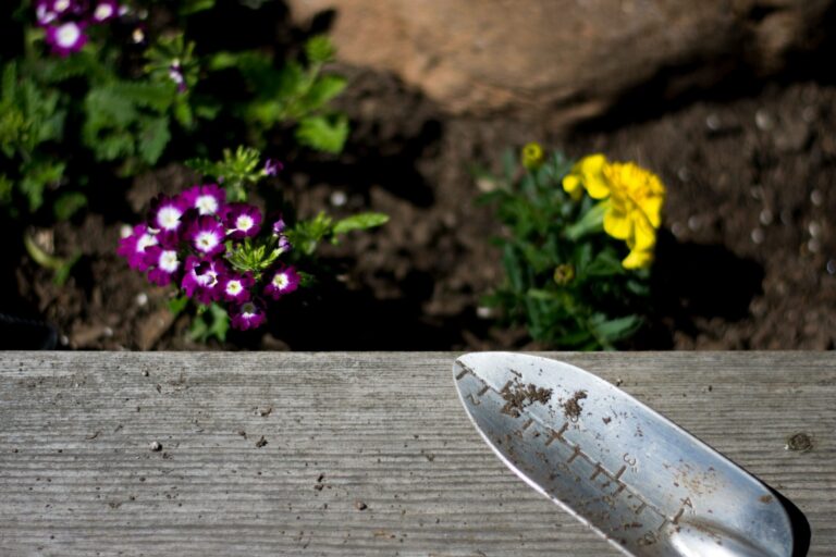 plantar primavera