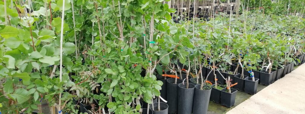 Plantas de pistachos